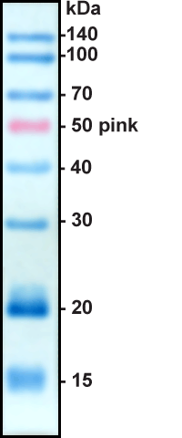 Prestained Protein Marker