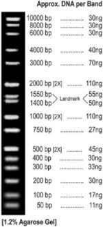 DNA MARKER: ALL PURPOSE HI-LO DNA MARKER- MASS LADDER, Cat#BN2050