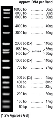 DNA MARKER: ALL PURPOSE HI-LO DNA MARKER- MASS LADDER, Cat#BN2050