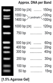 DNA MARKER: ALL PURPOSE LO DNA MARKER, Cat#BN20501