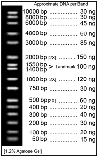 DNA Markers