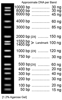 DNA MARKER: ALL PURPOSE HI-LO DNA MARKER- MASS LADDER, Cat#BN2050