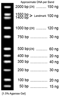 DNA MARKER: ALL PURPOSE LO DNA MARKER, Cat#BN20501