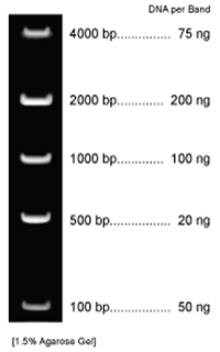 DNA MARKER: DNA Mass Marker, Cat#BN2055